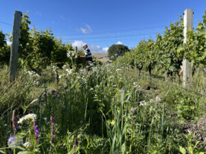Resources for trade Zephyr Wine